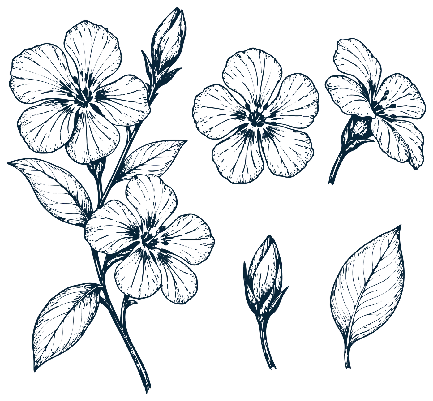 Hartley: botanical brand illustration