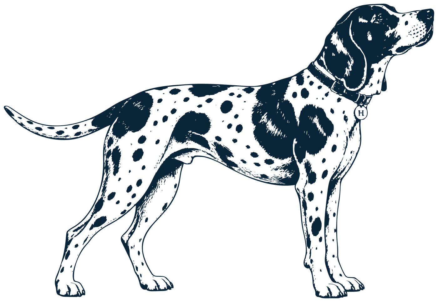 Hartley: illustrated dog brand character