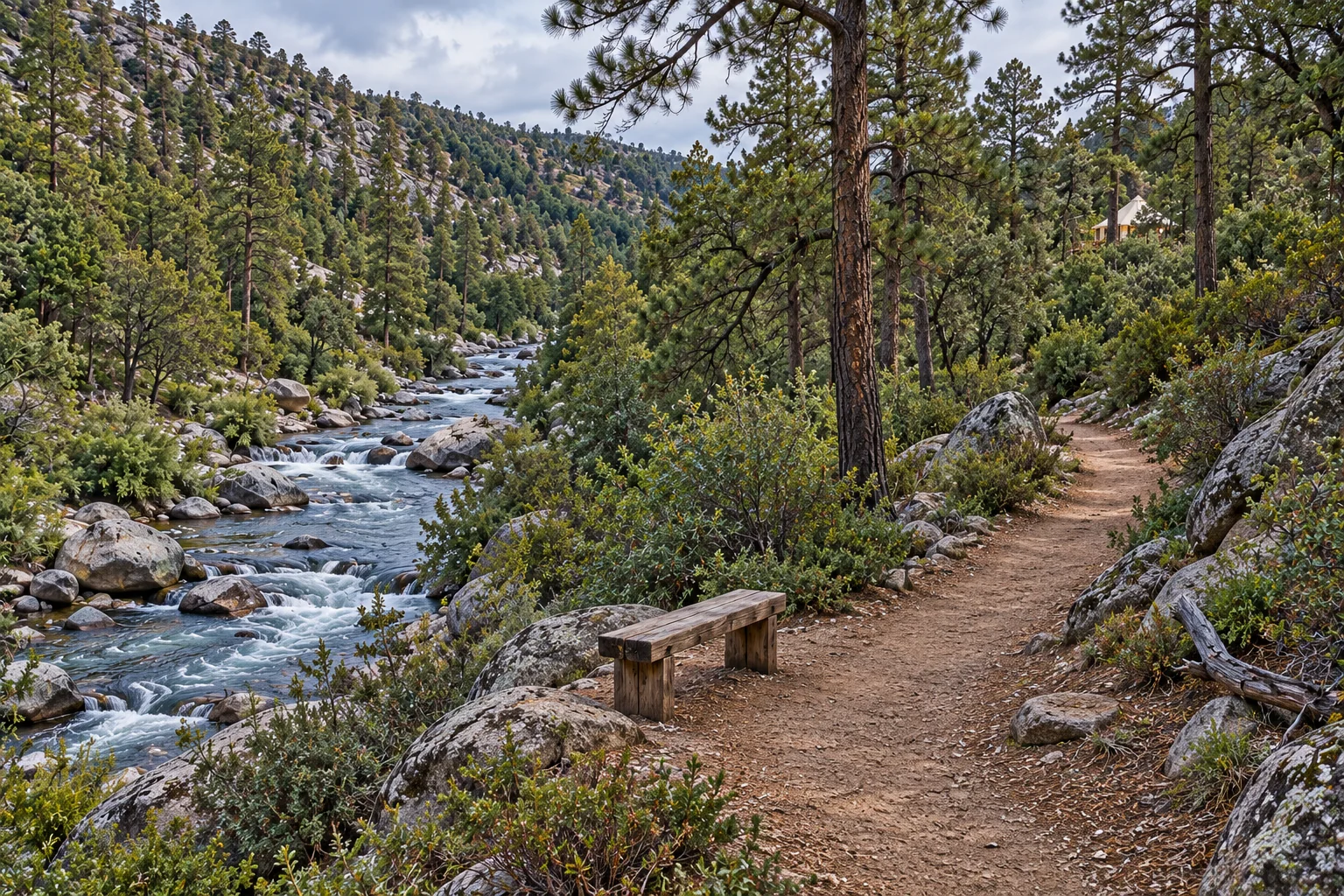 A path following the river through pine trees